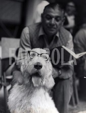 Foto Vintage Animali Milano Mostra Canina Spinone 1966 stampa 21x27 cm