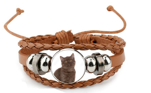 British shorthair brown cat - shorthair,