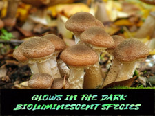 Fungo Hallimasch giallo miele coltivazione fai da te / 20 tasselli per funghi appena vaccinati / NUOVO