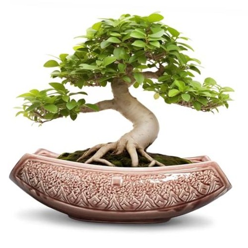Grandi vasi per bonsai - -, 18