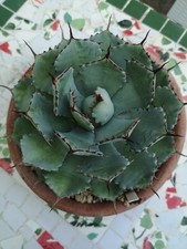 Agave Potatorum  Kichijokan