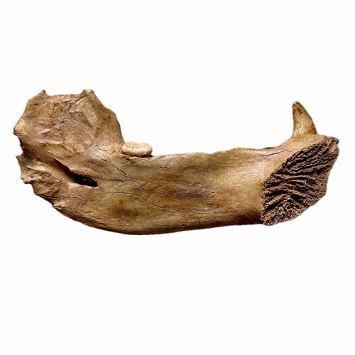 Orso delle caverne mascella