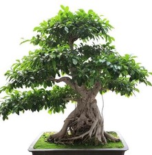 Ficus benghalensis, Fico di