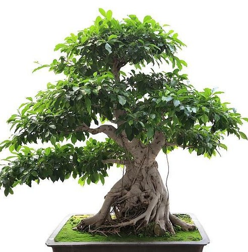 Ficus benghalensis fico di - ficus,