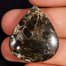 Incredibile naturale Turritella fossile pera cabochon 39,65 ct. Pietra prezio...