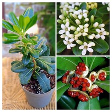 OFFERTA! N. 5 Vasetti: € 1,5 Cd. di Pitosforo per Bordure o Siepi.  Omaggi Vari!