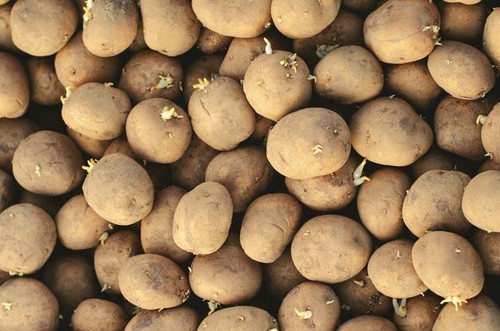 Patate germogliate da - patate,