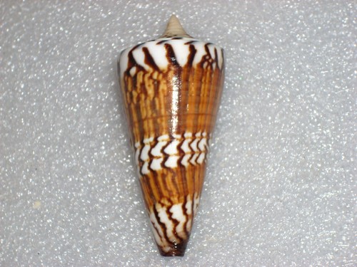 Conus generalis spectacular - generalis,