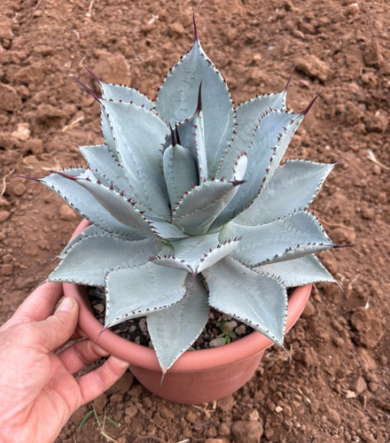 Agave pygmaea dragon toes - agave,