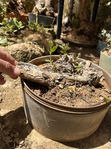 Bonsai olivastro pianta - bonsai,