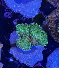 Corallo Stylophora Pistillata Verde