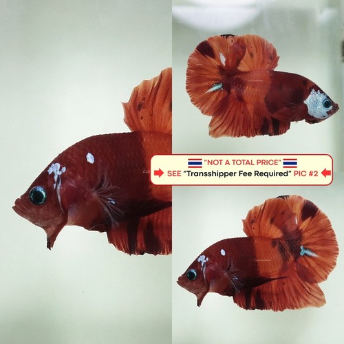 Live betta fish - betta,
