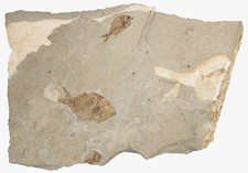 Gesso 2x Pseudoberyx syriacus