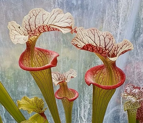 Sarracenia heritage obh89 - sarracenia,