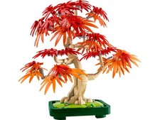 BONSAI ACERO ROSSO GIAPPONESE