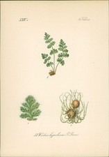 Chromolithographie