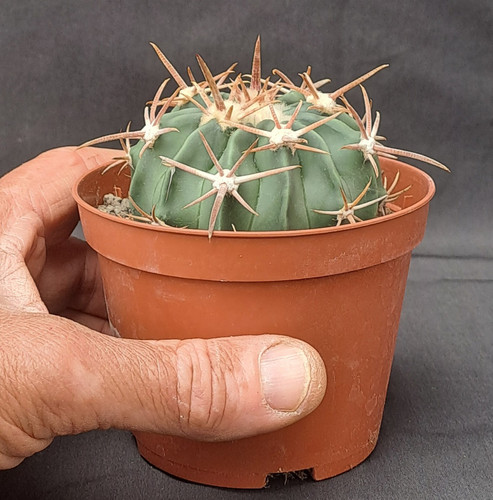 Homalocephala texensis