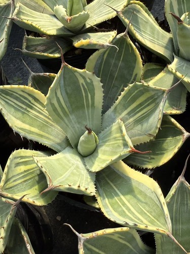 Agave parryi var - ., troncata