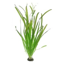 Vallisneria Spiralis