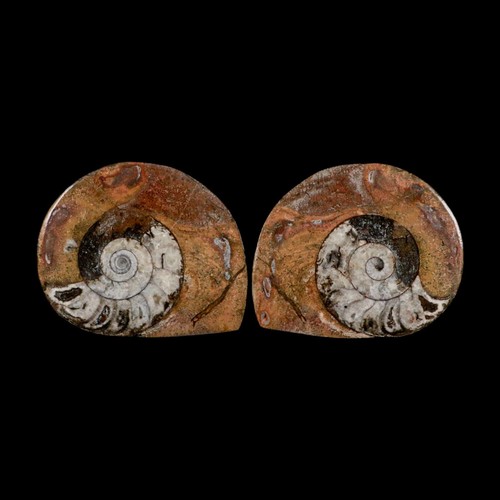Goniatite ammonite - 2,8",