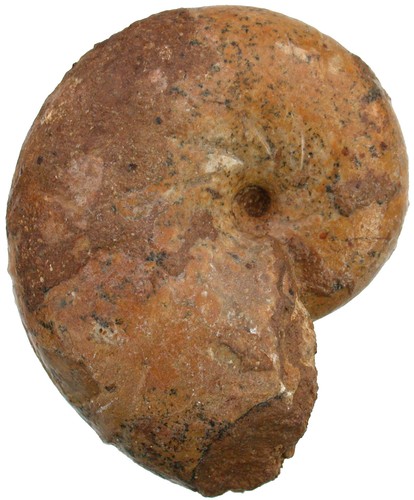 Malm ptychophylloceras - malm,