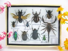 Pezzo unico - Veri insetti