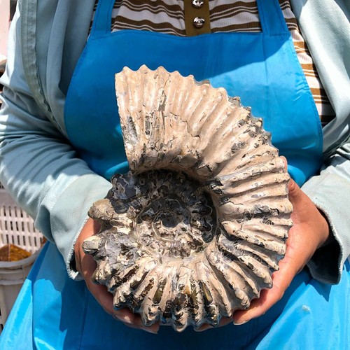 3240g ammonite naturale - ammonite,