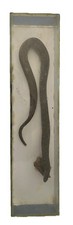 Serpente imbalsamato - imbalsamato, da