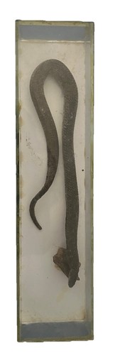 serpente imbalsamato da
