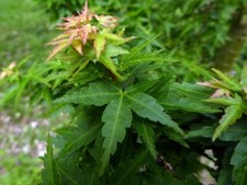 Acer palmatum cv "kiyohime o little princess" ** (1 pianta V30-30x30)