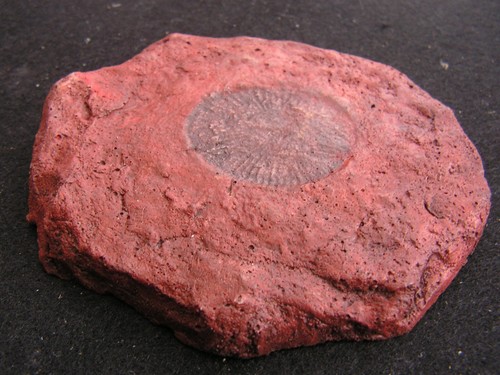 Fossil replica prehistoric - -,