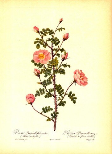Rosa pimpinelli folia rubra - pimpinelli,