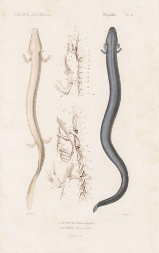 Proteus anguinus salamandre - proteus,