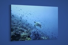 Artographie - Tartarughe nel