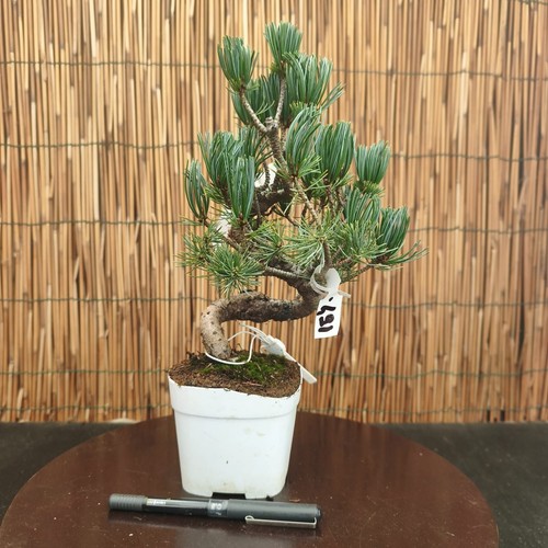 Bonsai pino pentaphilla h - bonsai,