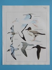 Stampa uccellino a colori