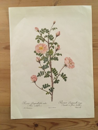 Stampa rose vintage - , pj