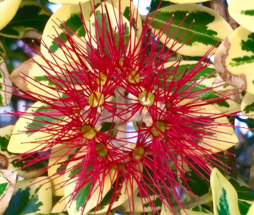 Metrosideros excelsa
