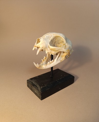 Taxidermy cabinet de - taxidermy,,