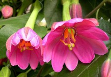 Passiflora Tarminiana Banana