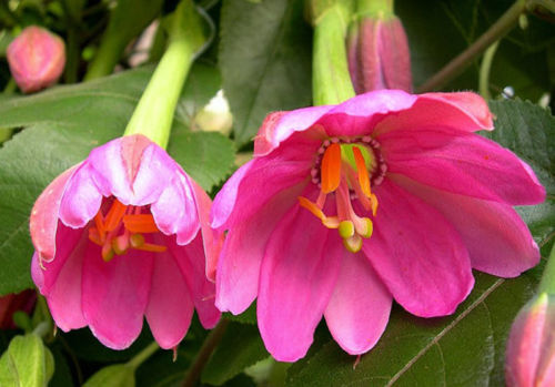 Passiflora