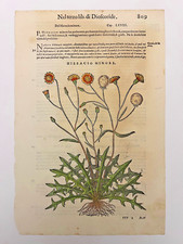 MATTIOLI Xilografia 1500 Botanica Erbario Piante "HIERACIO MINORE"