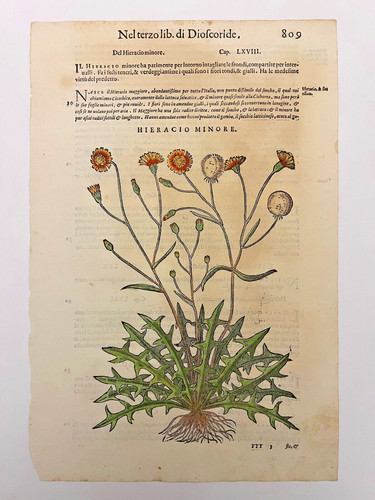 Mattioli xilografia 1500 - mattioli,