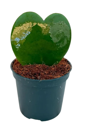Hoya kerrii - hoya,