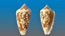 Conidae, Conus ammiralis f. architalassus, Bohol, Philippines, 32,3 mm, HARD