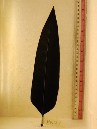 Penna per cappello - cappello, nera