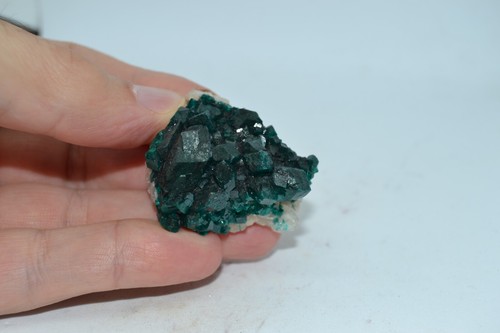 Dioptasio congo - dioptasio,