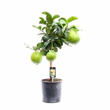 Cedro "Citrus medica" pianta