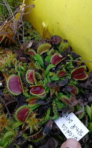 Dionaea schup destruction - dionaea, m.