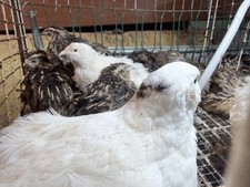 🥚 50 UOVA DI QUAGLIA